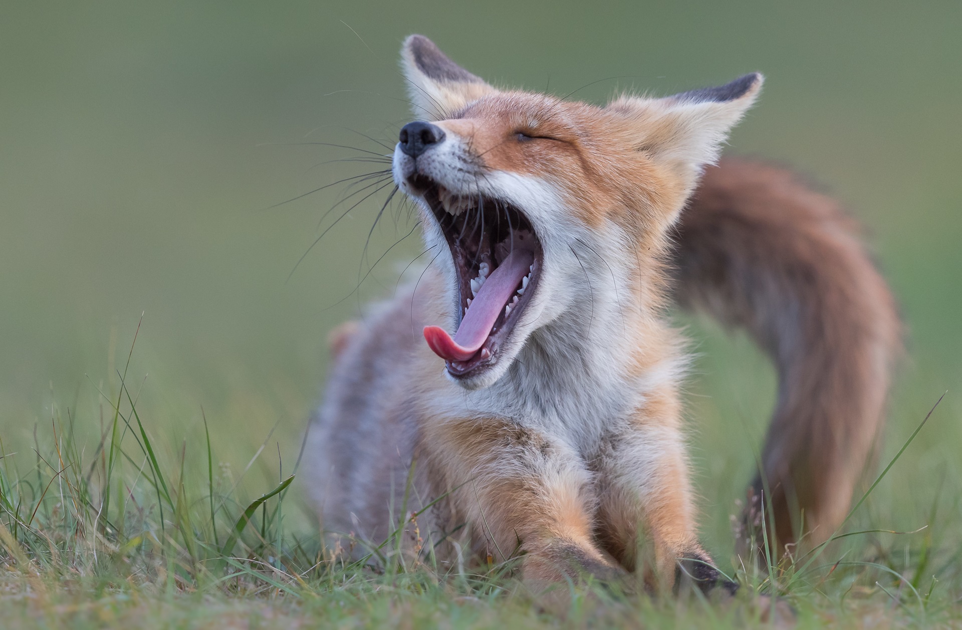 Boswachter Daan: Rust voor dieren
