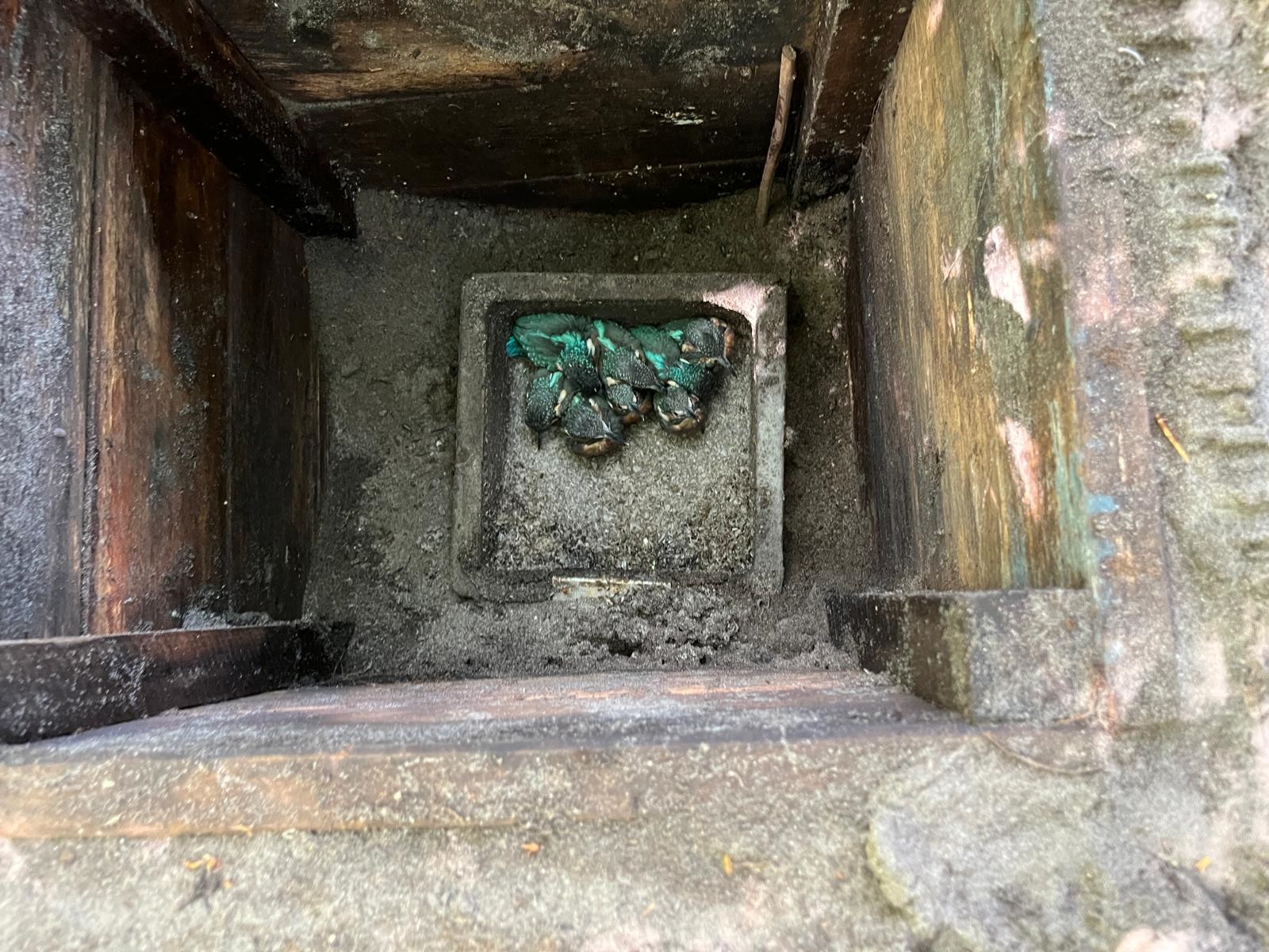 Primeur! Acht jonge ijsvogels in één nest!