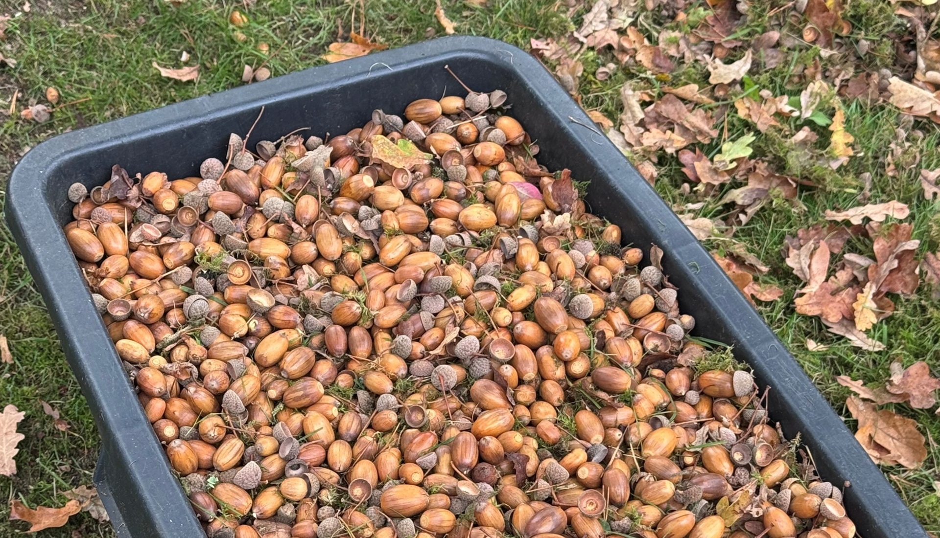 Boswachter John: Eikels!